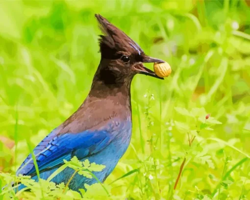 Stellers Jay Bird Diamond Painting