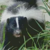 Striped Skunk Diamond Painting