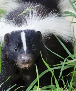 Striped Skunk Diamond Painting