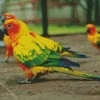Sun Conure Bird Diamond Painting