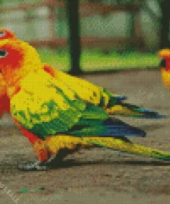 Sun Conure Bird Diamond Painting