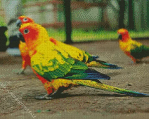 Sun Conure Bird Diamond Painting