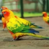 Sun Conure Bird Diamond Painting