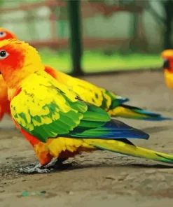 Sun Conure Bird Diamond Painting