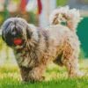 Tibetan Terrier Dog Diamond Painting