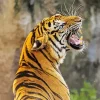 Tiger Roaring Diamond Painting