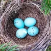 Tree Bird Nest Diamond Painting
