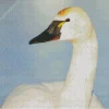 Tundra Swan Diamond Painting