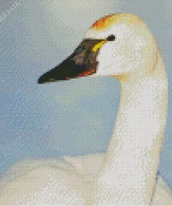Tundra Swan Diamond Painting