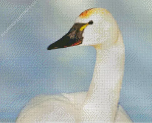 Tundra Swan Diamond Painting