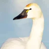 Tundra Swan Diamond Painting