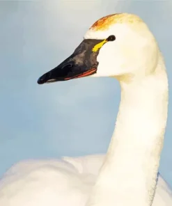 Tundra Swan Diamond Painting