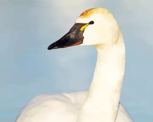 Tundra Swan Diamond Painting