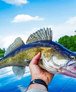 Walleye Fish Diamond Painting