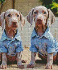 Weimaraner Puppies Diamond Painting
