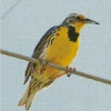 Western Meadowlark Diamond Painting