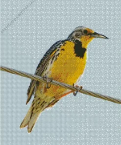Western Meadowlark Diamond Painting