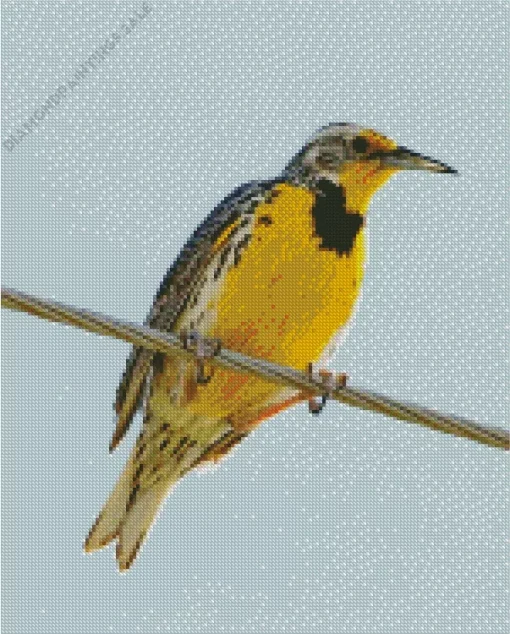 Western Meadowlark Diamond Painting