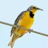 Western Meadowlark Diamond Painting