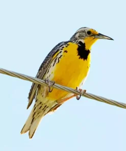Western Meadowlark Diamond Painting