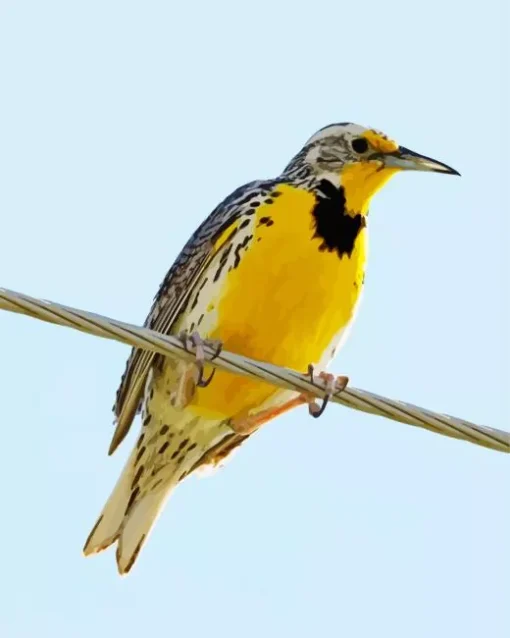 Western Meadowlark Diamond Painting