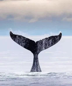 Whale Tail Diamond Painting