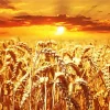Wheat Field Diamond Painting