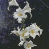 White Lilies By Henri Fantin Latour Diamond Painting