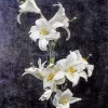 White Lilies By Henri Fantin Latour Diamond Painting
