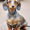 Wire Haired Dachshund Diamond Painting