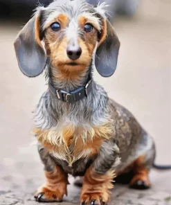 Wire Haired Dachshund Diamond Painting