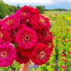 Zinnia Flowers Diamond Painting
