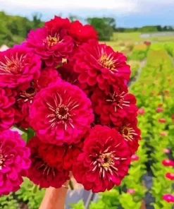 Zinnia Flowers Diamond Painting
