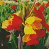 Canna Cleopatra Diamond Painting