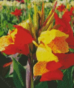 Canna Cleopatra Diamond Painting