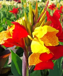 Canna Cleopatra Diamond Painting