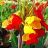 Canna Cleopatra Diamond Painting