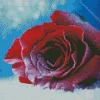 Red Rose In Snow Diamond Painting