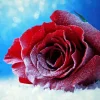 Red Rose In Snow Diamond Painting