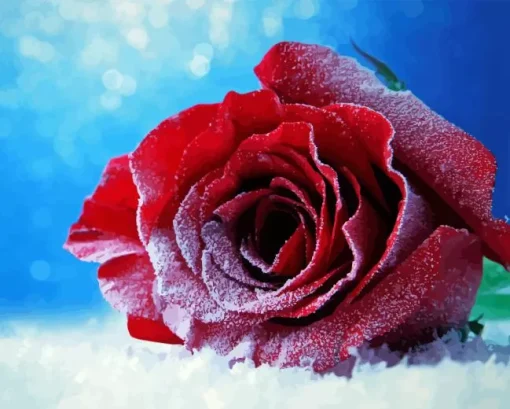Red Rose In Snow Diamond Painting