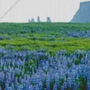 Blue Lupines Field Diamond Painting