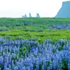 Blue Lupines Field Diamond Painting