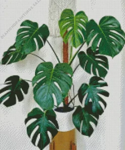 Green Leaves Swiss Cheese Plant Diamond Painting