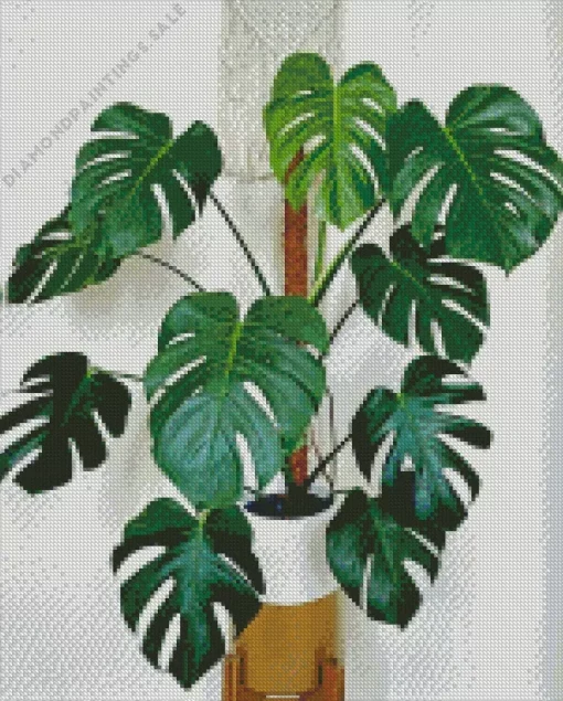 Green Leaves Swiss Cheese Plant Diamond Painting