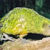 Kakapo On Tree Diamond Painting