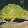 Kakapo On Tree Diamond Painting