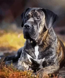 Perro Presa Canario Diamond Painting
