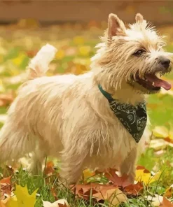 Blonde Cairn Terrier Dog Diamond Painting