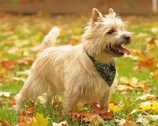Blonde Cairn Terrier Dog Diamond Painting