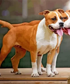 Brown Amstaff Dogs Diamond Painting